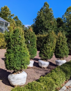 In the center of each bed, I planted four Buxus microphylla 'John Baldwin' from nearby Select Horticulture in Pound Ridge, New York. ‘John Baldwin’ is grown for its broad, conical habit. New foliage starts with a blue tint which slowly fades to blue-green.