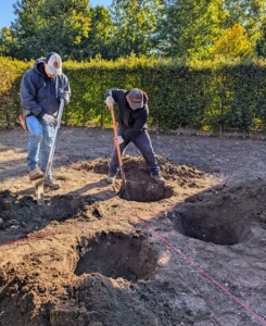 Next, holes are dug out for each of the four boxwood.