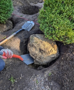 Then, each boxwood is carefully placed into the hole and backfilled. Notice, all the protective wrapping from the root ball is removed and discarded. I like to take everything off whenever i plant, so there is nothing obstructing the roots. The soil is also properly fed with Miracle-Gro.