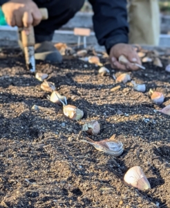 It is also important to give each clove enough room to grow and develop. These are at least two to three inches from each other.
