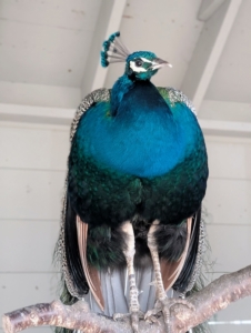 Peacocks are stunning to look at, but do not underestimate their power. These birds are extremely strong with very sharp spurs – just look at the legs and feet of this fellow.