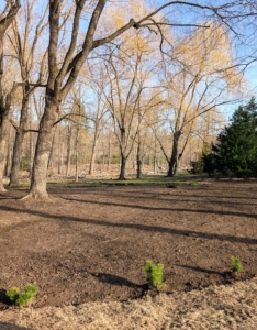 Early last spring, I decided to expand my pinetum. The bed was cleared, cleaned, and prepared for planting.
