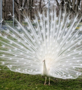 Here is a white peacock doing the same. The peahens tend to choose males with the longest, most striking tails. It's quite a "tail show."