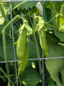 By early July every year, these peas are plump, and ready to be picked. The pea, Pisum sativum, is an annual herbaceous legume in the family Fabaceae. The pods can range in size from four to 15-centimeters long and about one-and-a-half to two-and-a-half centimeters wide. Each pod contains between two and 10-peas.