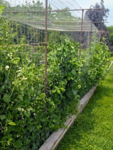 I've been picking so many peas. Along the sides of this center bed is one section for shelling peas, which need to be removed from their pods before eating, and another for edible pods, which can be eaten whole, such as our snap peas. They are best grown on a fence to keep them off the ground and away from pests and diseases.