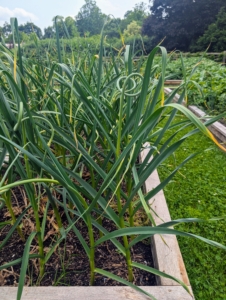 In June, one can see the scapes beginning to form. Garlic scapes are the flower buds of the garlic plants. They’re ready about a month before the actual garlic bulbs. Scapes are delicious and can be used just like garlic.