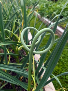 Scapes can be cut when the center stalks are completely formed and the ends are curled.