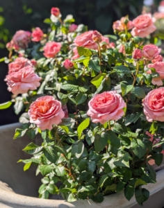 How would you display a rose named after you? These are blooming Martha Stewart Hybrid Tea Roses, bred by Meilland, a six-generation family-owned rose-growing business, and launched in North America through Star Roses and Plants. I knew these would look excellent in front of my main greenhouse at my farm.