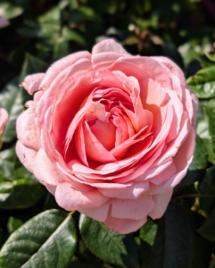 My new rose has large pink blooms, dark green foliage, and a most wonderful and sweet fragrance. Plus, each five inch bloom has more than 100 petals.