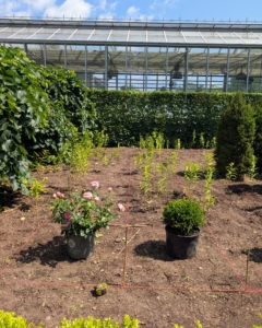 I wanted to alternate the roses and small boxwood shrubs, one in each square of the grid. The boxwood were nurtured here from bare-root cuttings.