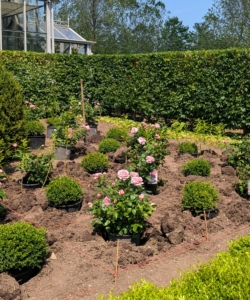 The boxwood and roses are placed into the holes for me to see before planting. Each hole is also fed with Miracle-Gro.