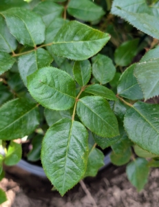 The leaves of the rose are described as “pinnate” – meaning there is a central rib and then leaflets off to each side, with one terminal leaflet. Rose leaves can have anywhere from two to 13 leaflets.