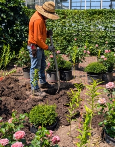 Then more digging... When planting, make sure the hole is slightly wider but equal in depth to the rose’s root ball. This will generally be about 15 to 18 inches deep by 18 to 24 inches wide.