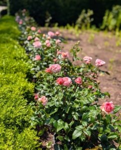 The rose plants are selected, counted, and brought to the planting site. I think they will all look so wonderful growing in these beds.