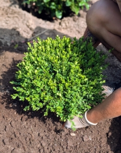 And then planting can start. Buxus is a genus of about 70 species in the family Buxaceae. Common names include box or boxwood. Boxwood is native to western and southern Europe, southwest, southern and eastern Asia, Africa, Madagascar, northernmost South America, Central America, Mexico, and the Caribbean. One boxwood...
