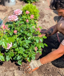 ... and then one rose. Matthew places the rose into the designated hole and checks to see that it is at the same level as it was in the pot. He makes sure the top of the root ball is about an inch above the edge of the hole before he backfills. He also looks to see that the plant is straight and the best side faces front.