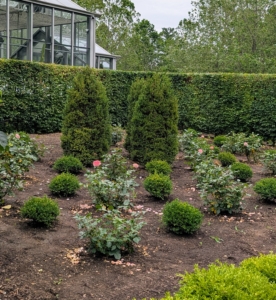 The roses and boxwood shrubs will grow beautifully together. I am looking forward to watching them mature.