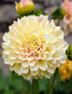 Dahlias are named after 18th-century Swedish botanist Anders Dahl. He actually categorized dahlias as a vegetable because of their edible tubers. The tubers are said to taste like a mix between potatoes and radishes.