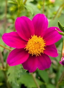Dahlias are classified according to flower shape and petal arrangement. This is a single dahlia with just one row of petals surrounding the center disc.