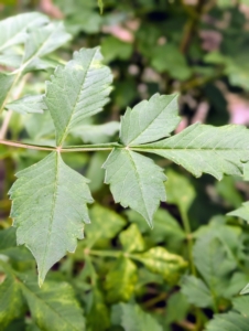 Dahlia plant leaves grow segments that are ovate to oblong to lanceolate in shape. The leaf margins may be lobed or dentate. Leaves may be green, reddish-purple, or purple-black depending on the variety.