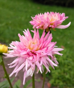 This cactus variety is called ‘Park Princess’ with tightly rolled rich, vibrant pink petals. It is a prolific re-bloomer and an excellent cut flower.