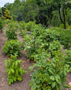 Most of these dahlia plants are about waist high already - some even taller. It's important to make sure they are properly supported as they grow, especially those that produce larger, heavier blooms.