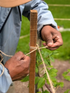 ... tying it securely to the wooden uprights. Jute twine is available in different thicknesses and its tensile strength can reach about 140-pounds, but because it is a natural material, it can degrade over time. Pulling the twine tightly will help it keep its form through the season.