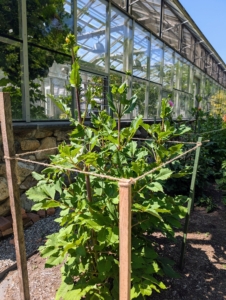 He stakes the larger plants individually, and the smaller ones in groups, supporting them on all four sides.
