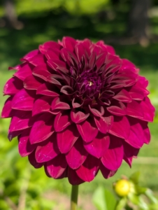 Well-maintained plants will never disappoint -here is one of the first dahlias to bloom this season. Dahlias grow more blooms when they get at least six to eight hours of direct sunlight per day.