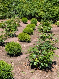 Here is the garden all planted. When planting roses, depending on the variety, they need at least two to five feet in between plantings. These are spaced perfectly.