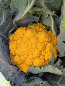 Look at this beautiful orange cauliflower. Most are familiar with the white cauliflower, but the vegetable comes in this orange, purple, white as well as green. Carotenoids are responsible for the orange coloring. Carotenoids are also found in carrots, squash, and other yellow and orange vegetables and fruits.