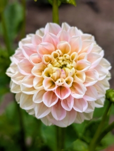 The majority of dahlia species do not produce scented flowers or cultivars, but they are brightly colored to attract pollinating insects.