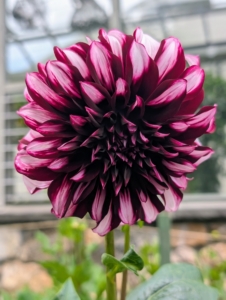 They range from a charming single, daisy-like flower to the popular double varieties which can be two-inch-pompons to 12-inch dinner plate size. They are divided into 10 groups: single, anemone, collarette, waterlily, decorative, fall, pompon, cactus, semi-cactus, and miscellaneous.