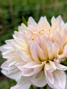 The genus Dahlia is native to the high plains of Mexico. Some species can be found in Guatemala, Honduras, Nicaragua, El Salvador & Costa Rica as well as parts of South America where it was introduced.