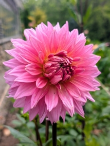 Currently, there are more than 40 species of dahlia, with hybrids commonly grown as garden plants. A member of the Asteraceae family of dicotyledonous plants, some of its relatives include the sunflower, daisy, chrysanthemum, and zinnia.