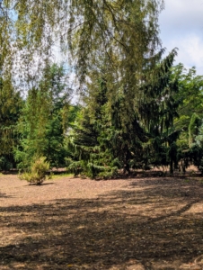 After the area was recently groomed, I noticed more plants were needed to fill in various empty spaces.