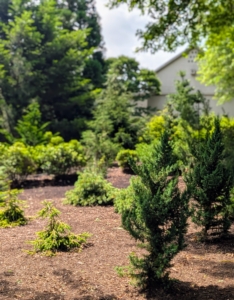 Over several weeks, I planted a variety of different evergreens with interesting growth habits, foliage, and texture.