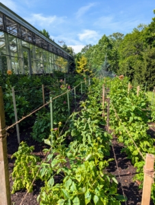 This area was once used for growing grapes. Now, it's proven excellent for growing dahlias. I am looking forward to seeing more and more of the gorgeous blooms in the weeks ahead.