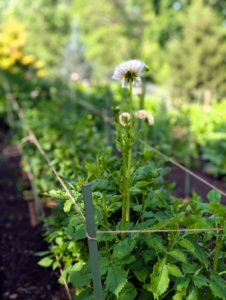 Here is one section staked nicely. As plants grow, twine will be added to support more stems.