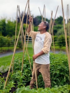 Pete secures three stake into the ground next to each tomato plant. They will form teepee like structures. The plants will use these upright stakes as supports.