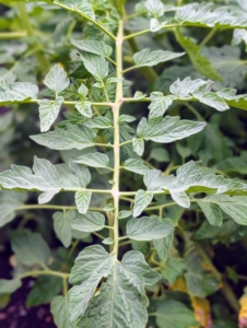 With nutrient-rich soil and warm days my tomato plants have grown pretty quickly. Tomato leaves have serrated, or wavy and pointed, edging along the entire perimeter. They are compound with multiple leaflets growing along a common stem, called a rachis. These leaves are also slightly fuzzy to the touch, which is caused by the trichomes, or multi-cellular hairs, on the plant.