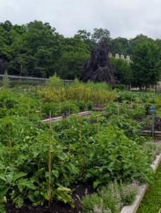 Once the plants are about knee-hi, it's time to support their growing vines.