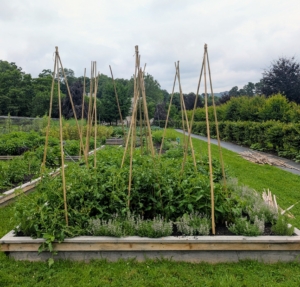 I have three rows of tomato plants running down this wide bed. Here are some teepee structures partially done.
