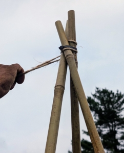Next, he secures them with twine, so the joint is extra tight and strong enough to hold the fruit laden vines. Securing the tomato plants is a time consuming process, but very crucial to good plant growth and performance.