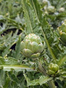 Here’s a perfect artichoke ready to pick. Globe artichokes, Cynara scolymus, are popular in both Europe and the United States. Artichokes are actually flower buds, which are eaten when they are tender.
