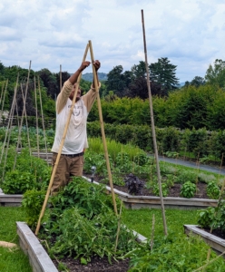 In a more narrow bed, two stakes every three feet are pounded into the ground at an angle, so they touch each other at the top. Pete starts at one end and continues down the length of the bed.