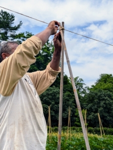 He ties the two stakes securely using the same zip ties and twine.
