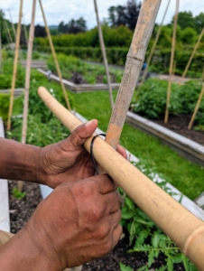 Next, at about three feet up from the ground Pete secures horizontal bamboo pieces across the length of the bed and the already secured bamboo. He can add more rows of horizontal supports as the plants grow.