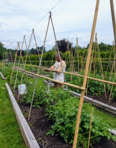 There is plenty of space to tie and support every tomato vine.