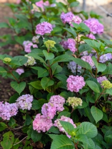 Hydrangeas are long-lived, and extremely vigorous specimens that offer lavish and varied blooms. The most common garden hydrangea shrub is the Bigleaf mophead variety, Hydrangea macrophylla.